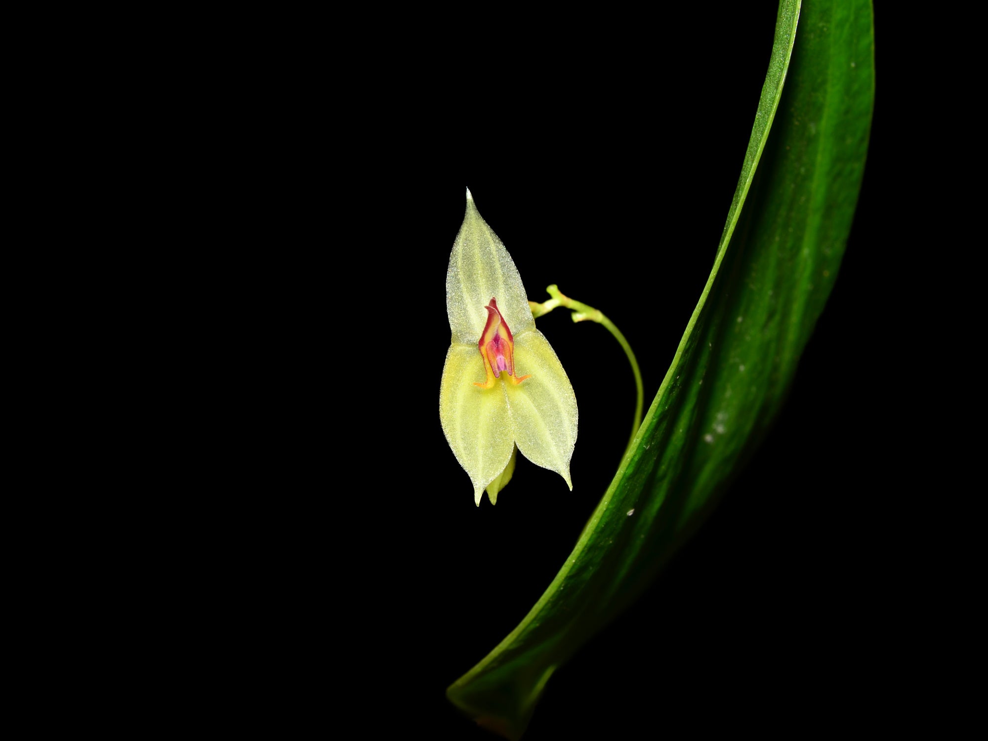Lepanthes ligiae – Cool-Growing Miniature Species Orchid — Ecuagenera ...