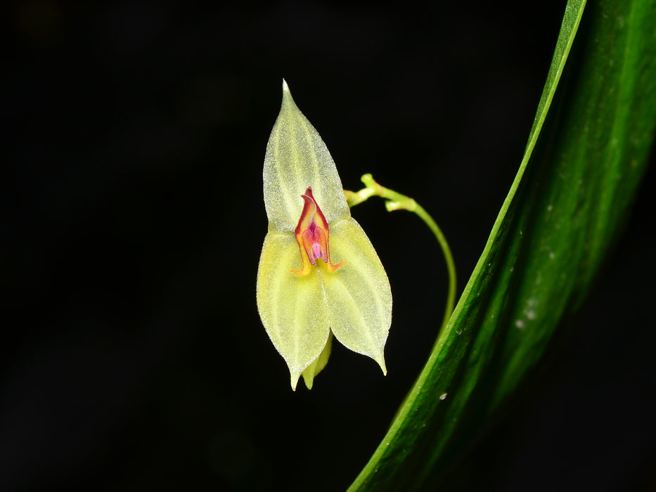 Lepanthes ligiae