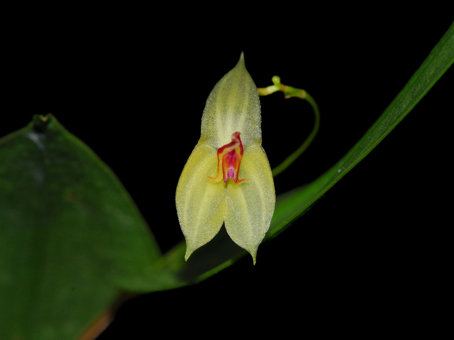 Lepanthes — Ecuagenera Orquídeas del Ecuador