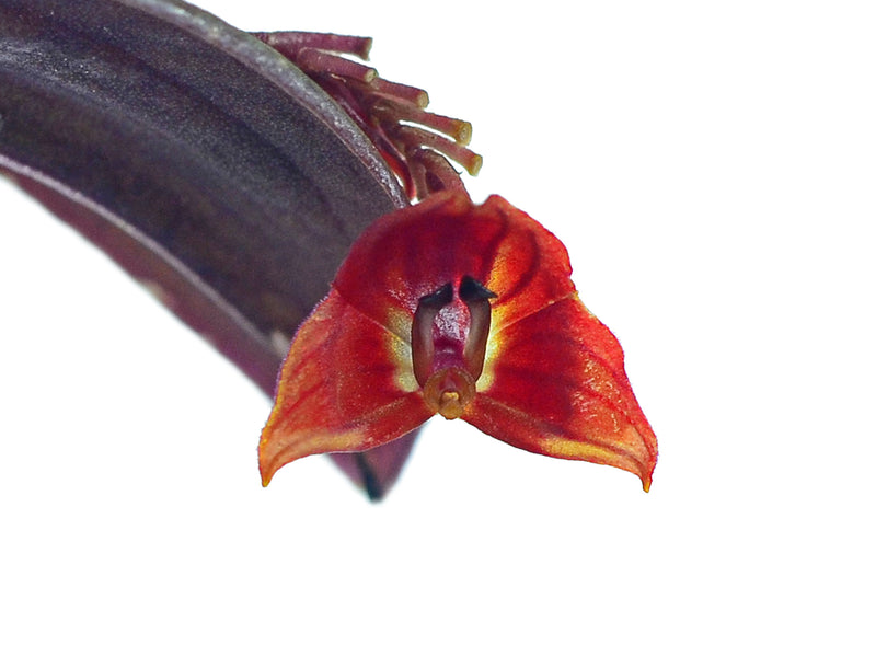 Lepanthes lucifer