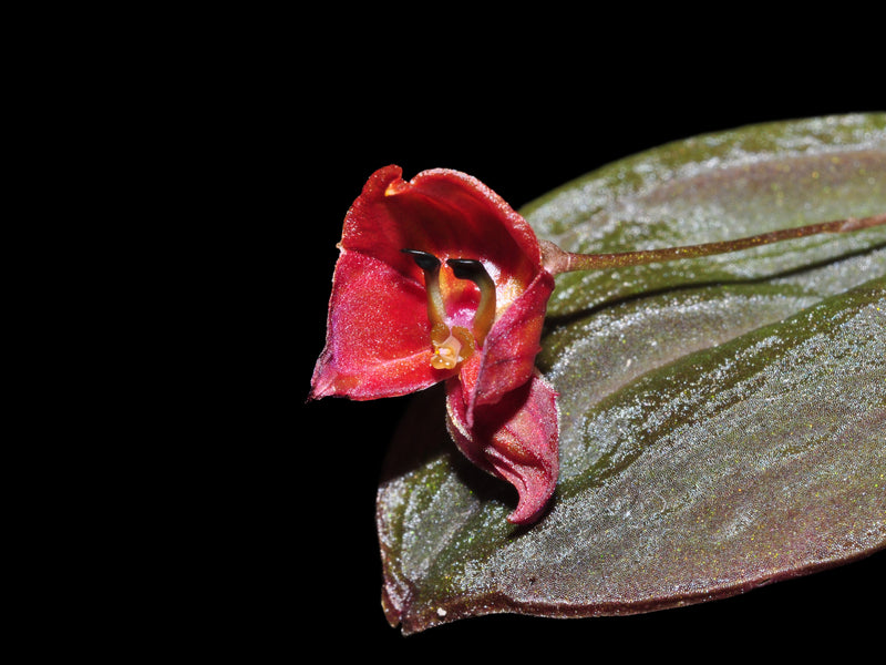 Lepanthes lucifer