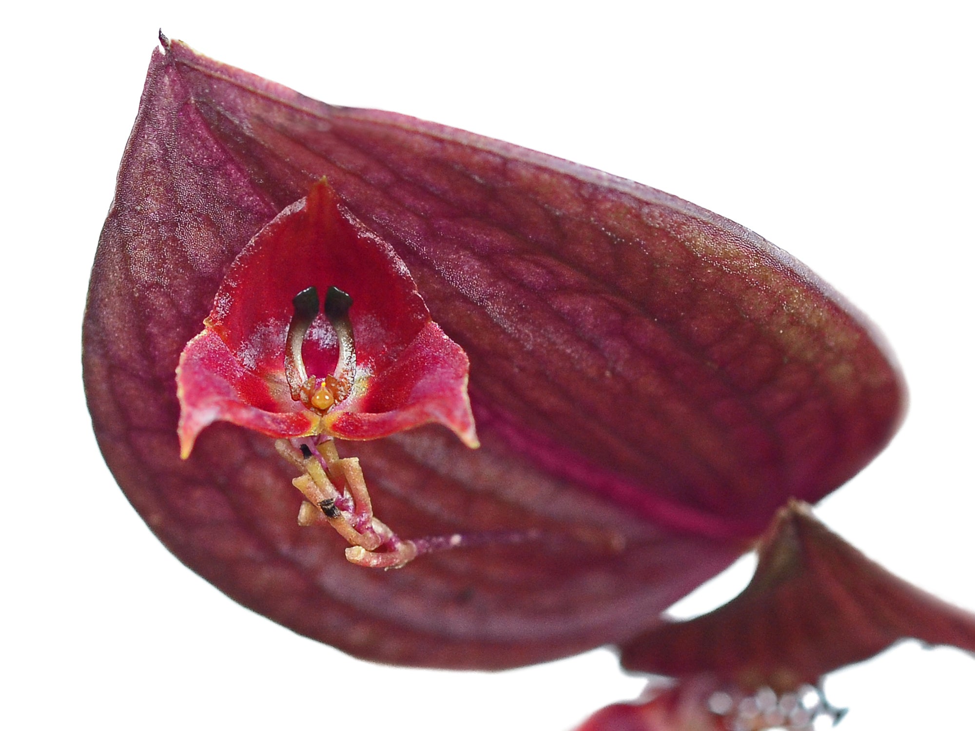 lucifer Lepanthes lepanthes レア種 南米小型着生ランレパンテス 