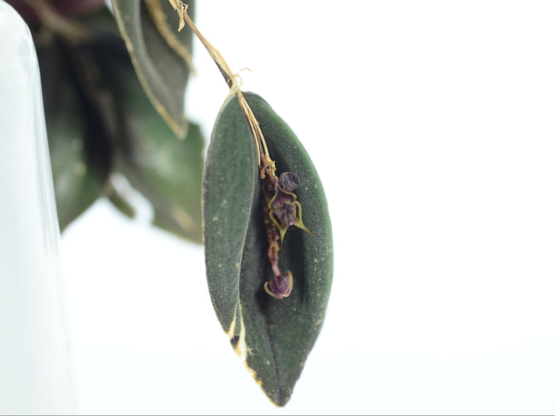 Lepanthes manabina