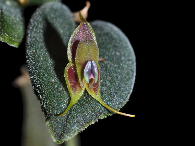 Lepanthes manabina