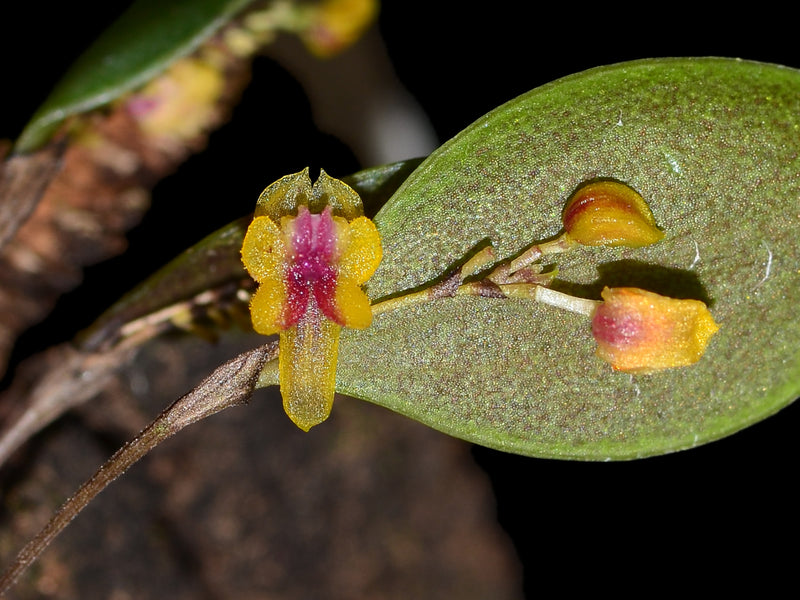 Lepanthes mariposa