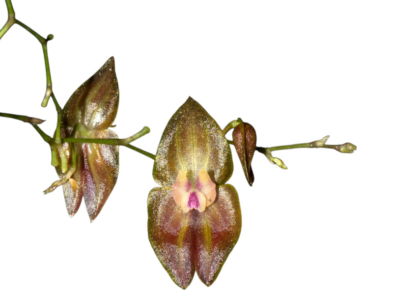 Lepanthes marthae