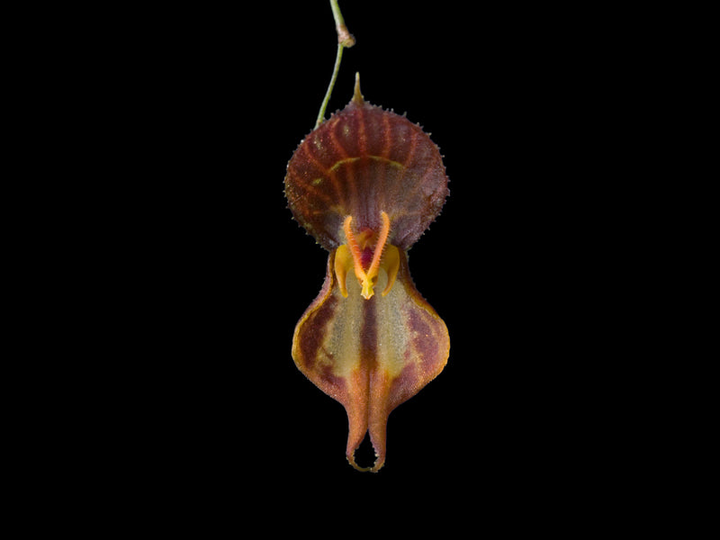 Lepanthes martineae