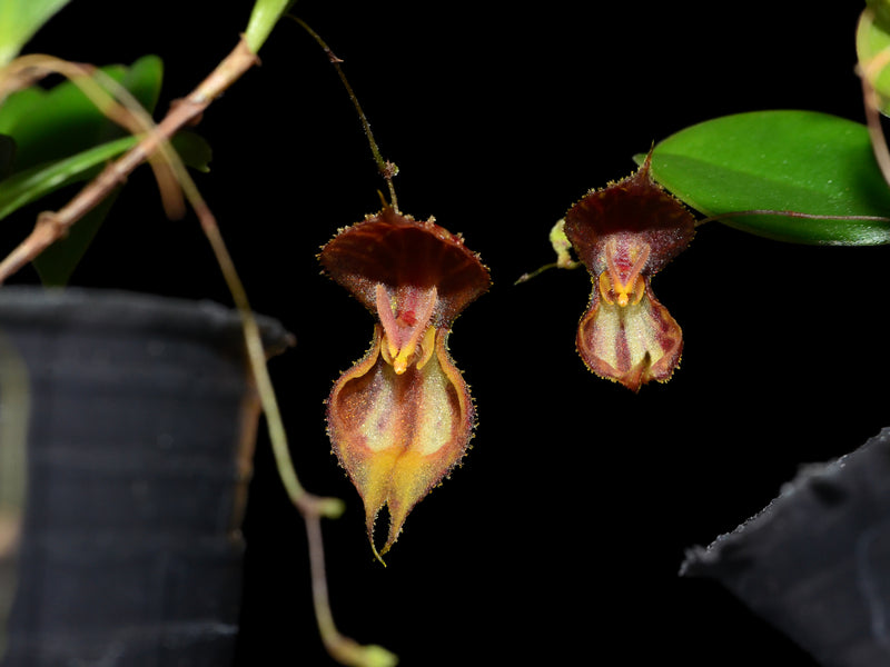 Lepanthes martineae