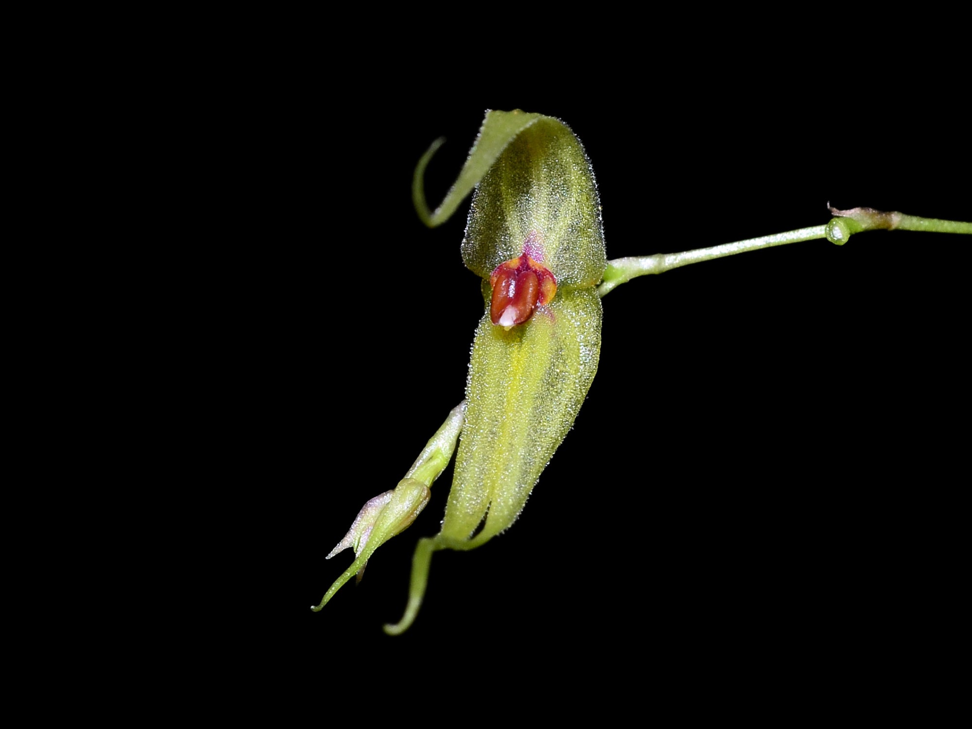 Lepanthes mastix