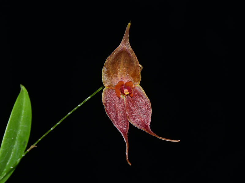 Lepanthes Tomas Bajza