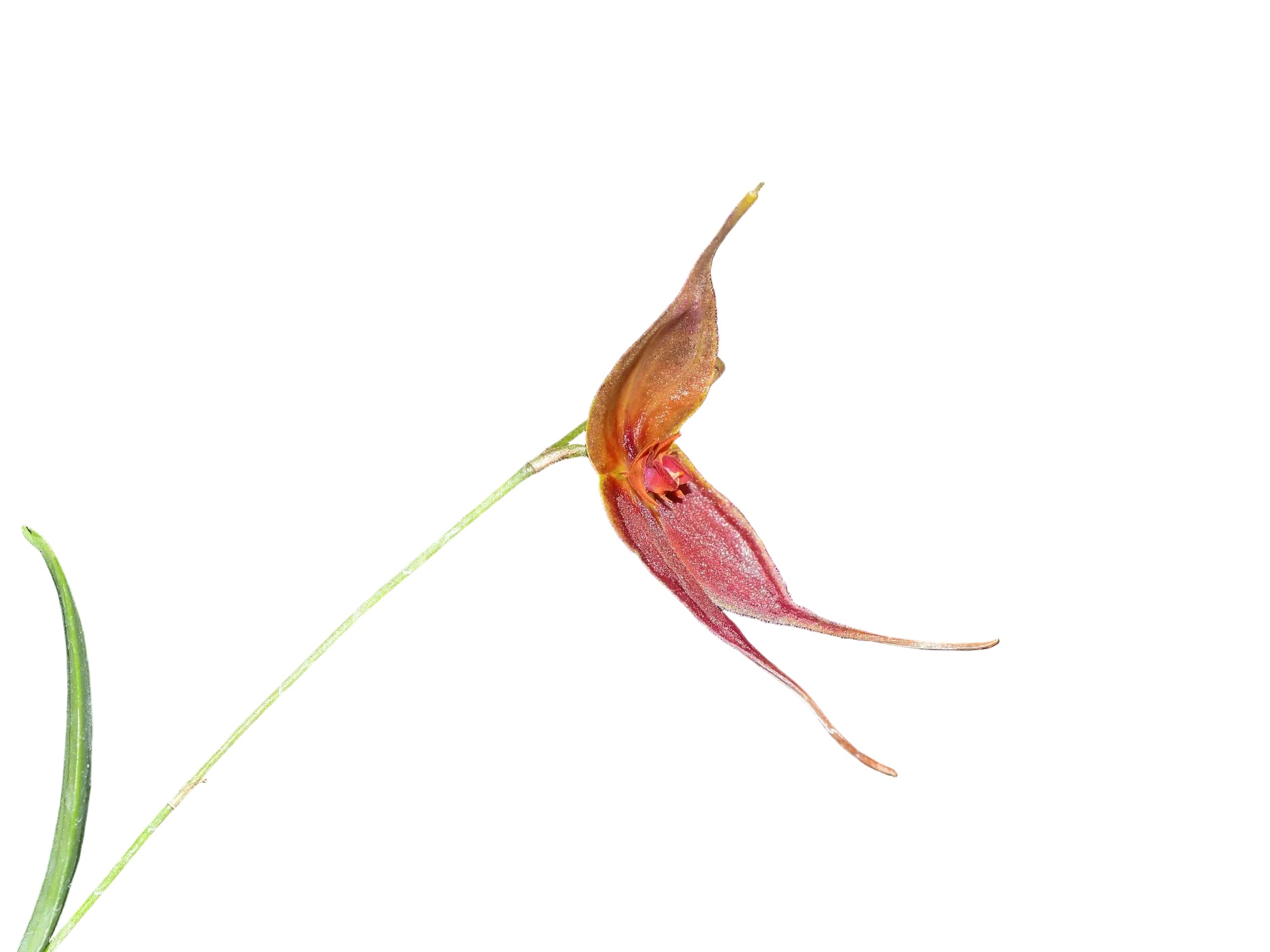 Lepanthes Tomas Bajza