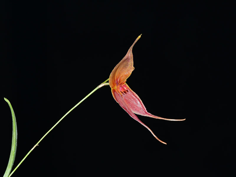 Lepanthes Tomas Bajza
