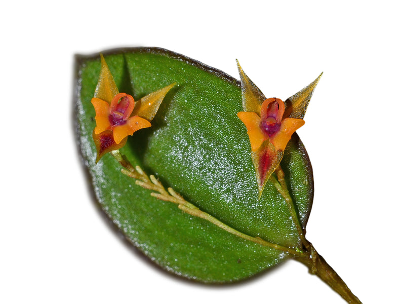 Lepanthes maxillaris