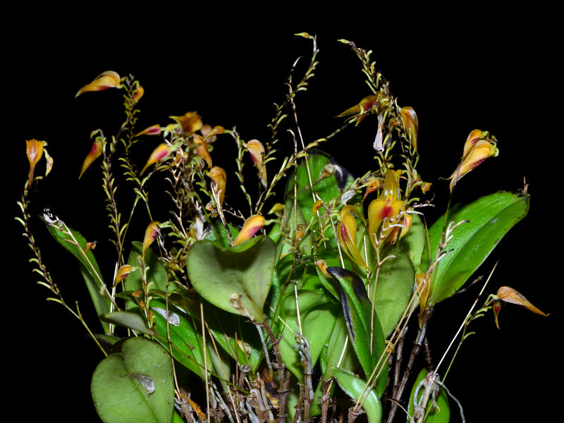 Lepanthes maxonii