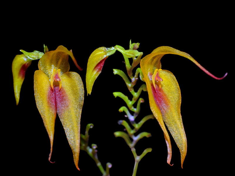 Lepanthes maxonii