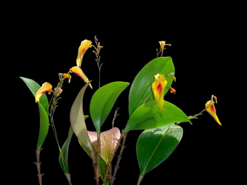 Lepanthes maxonii