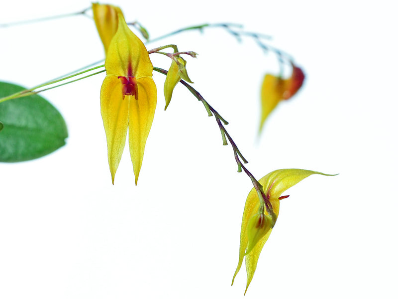 Lepanthes maxonii x Lepanthes guatemalensis