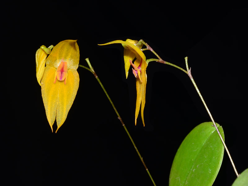 Lepanthes maxonii x Lepanthes guatemalensis