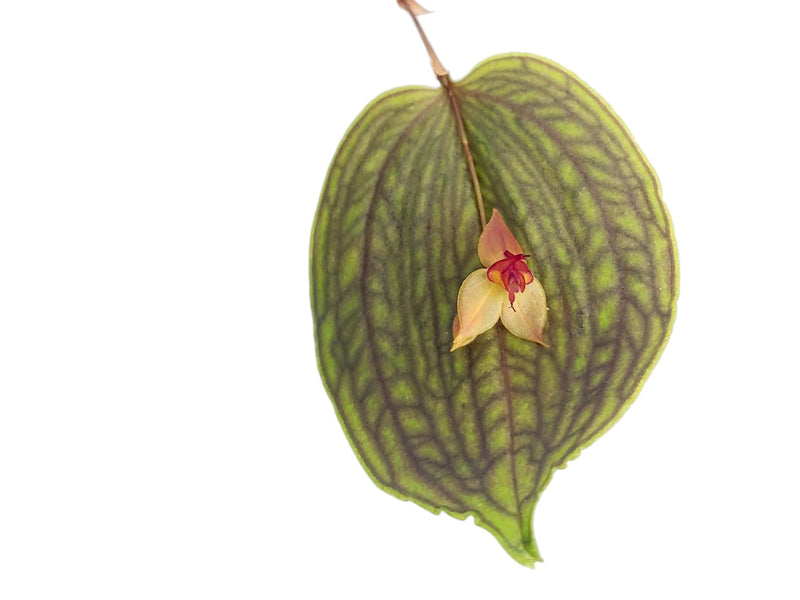 Lepanthes medusa x Lths. calodictyon