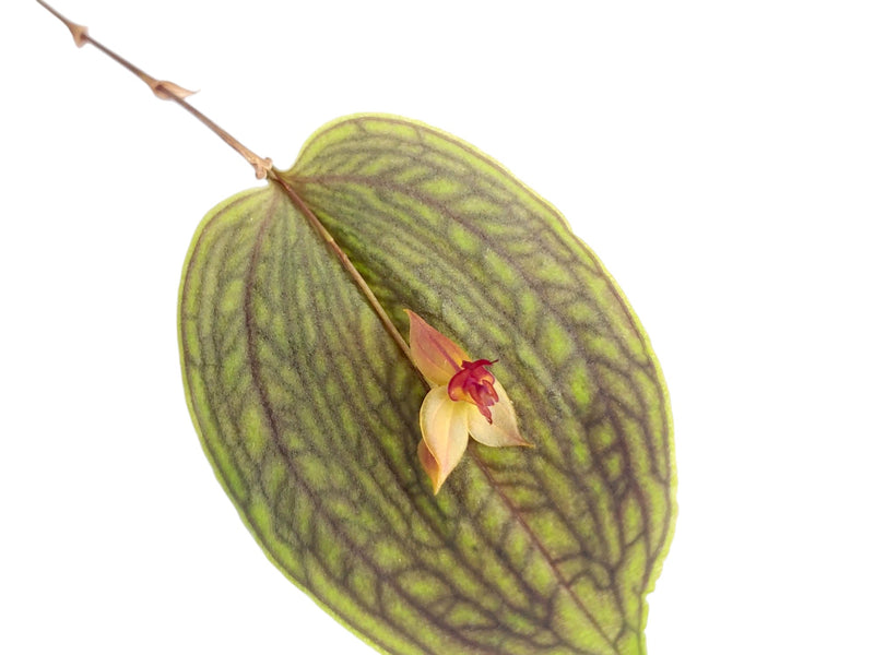 Lepanthes medusa x Lths. calodictyon