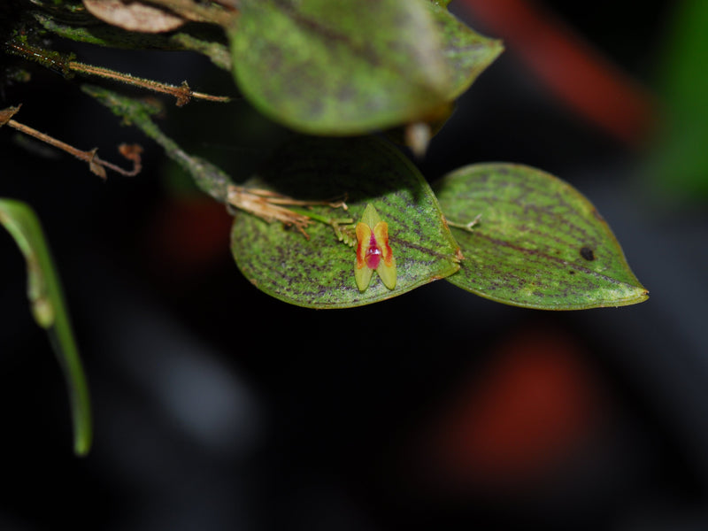 Lepanthes meganthera