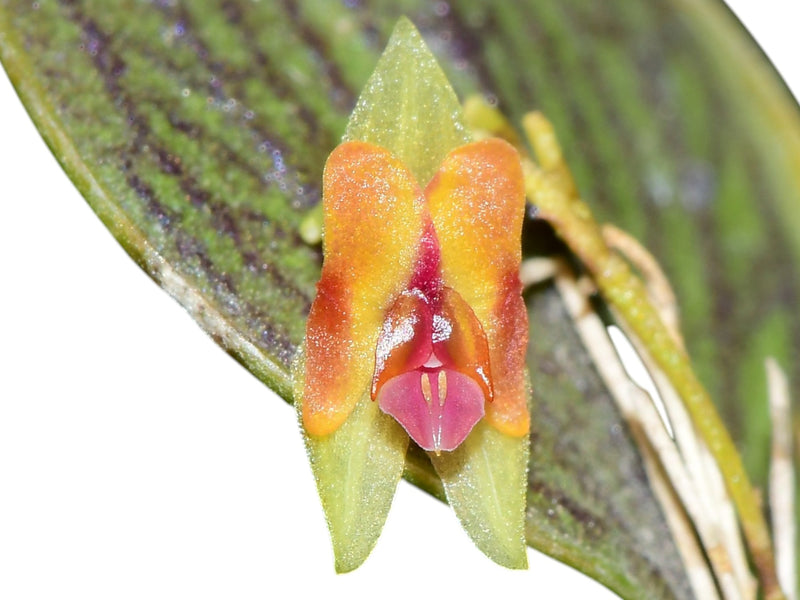 Lepanthes meganthera