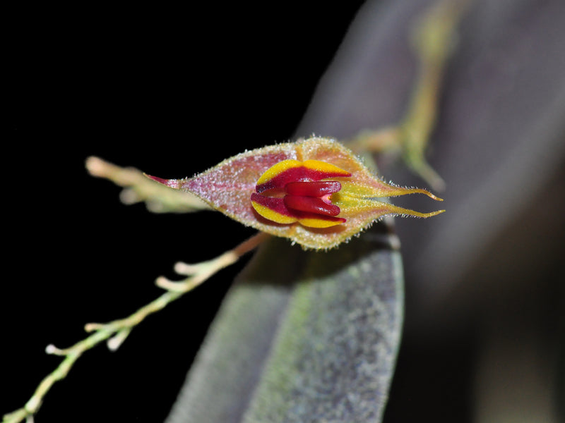 Lepanthes melpomene
