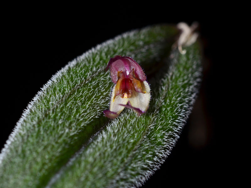 Lepanthes melpomene