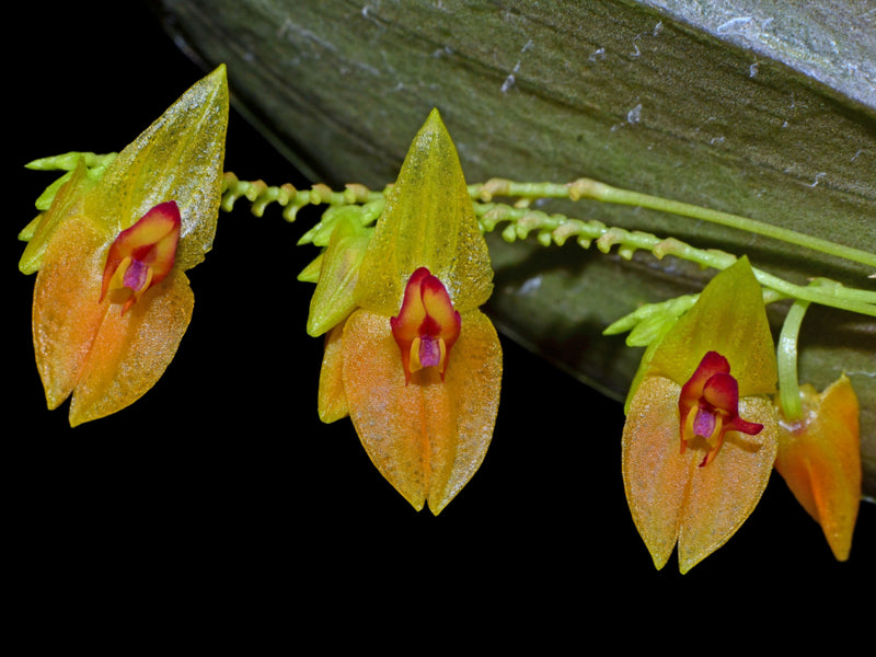 Lepanthes menatoi