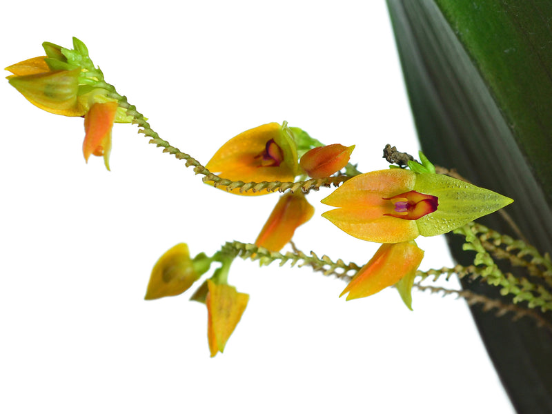 Lepanthes menatoi