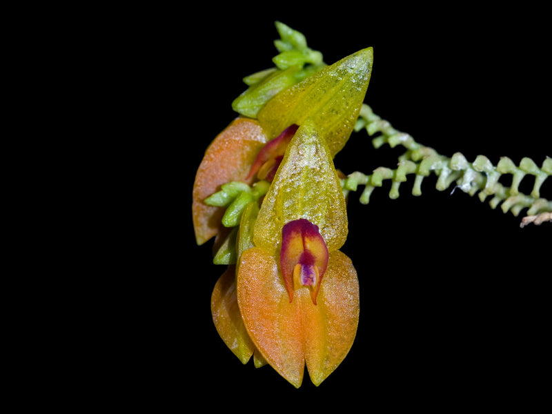Lepanthes menatoi