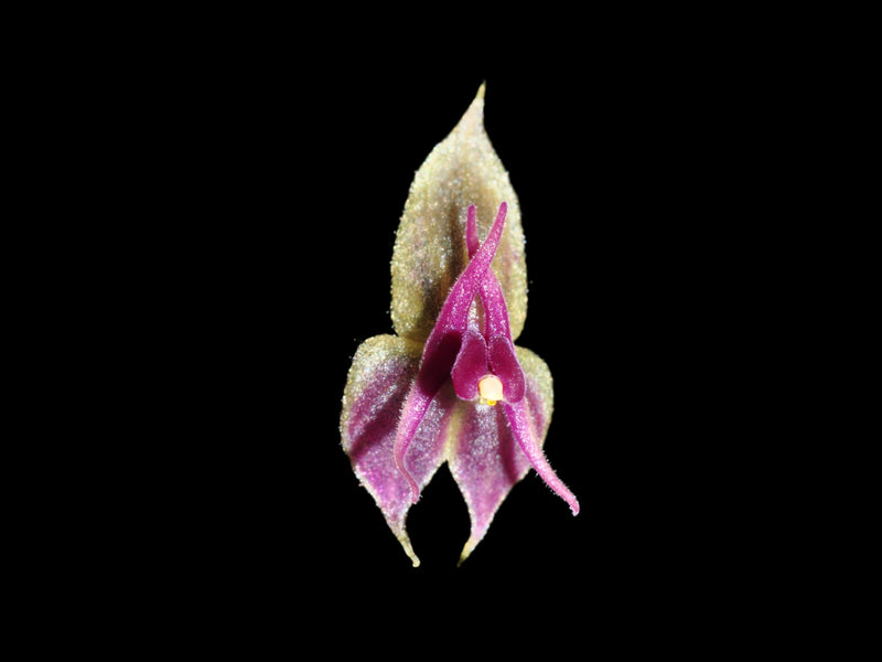 Lepanthes meniscophora