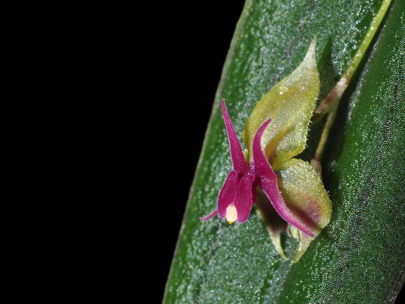 Lepanthes meniscophora