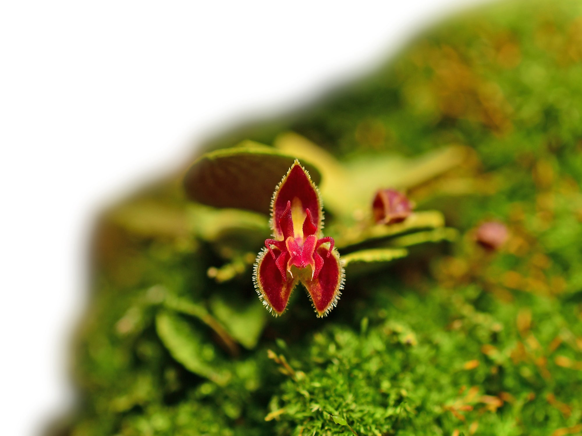 Lepanthes minetii