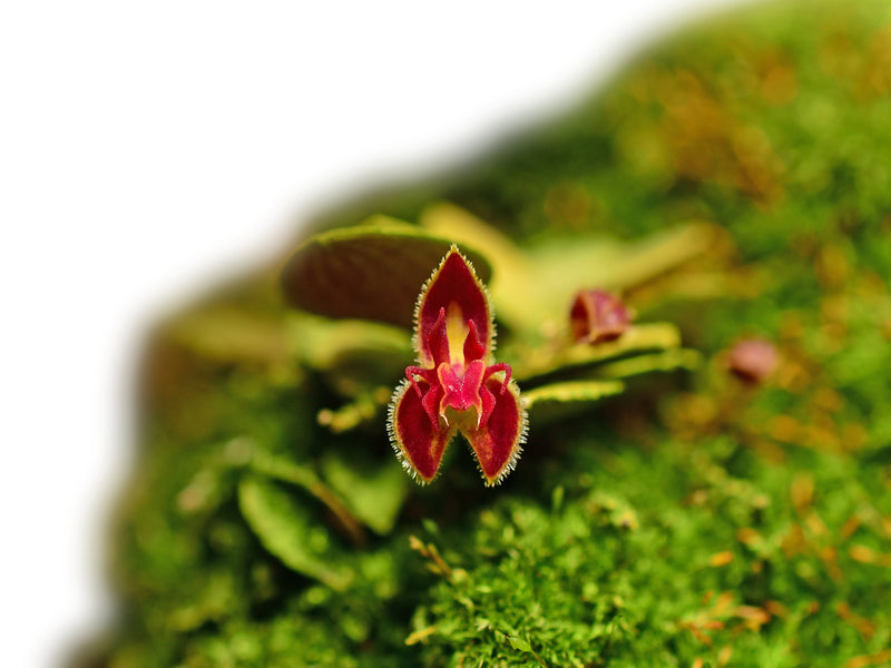 Lepanthes minetii