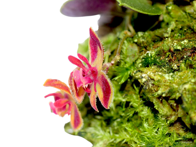 Lepanthes minetii
