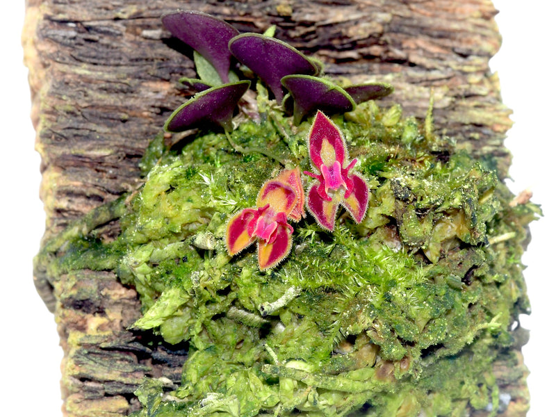 Lepanthes minetii
