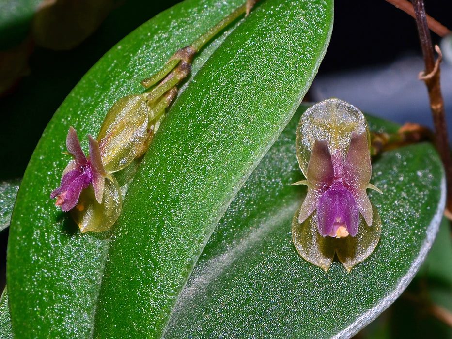 Lepanthes mucronata