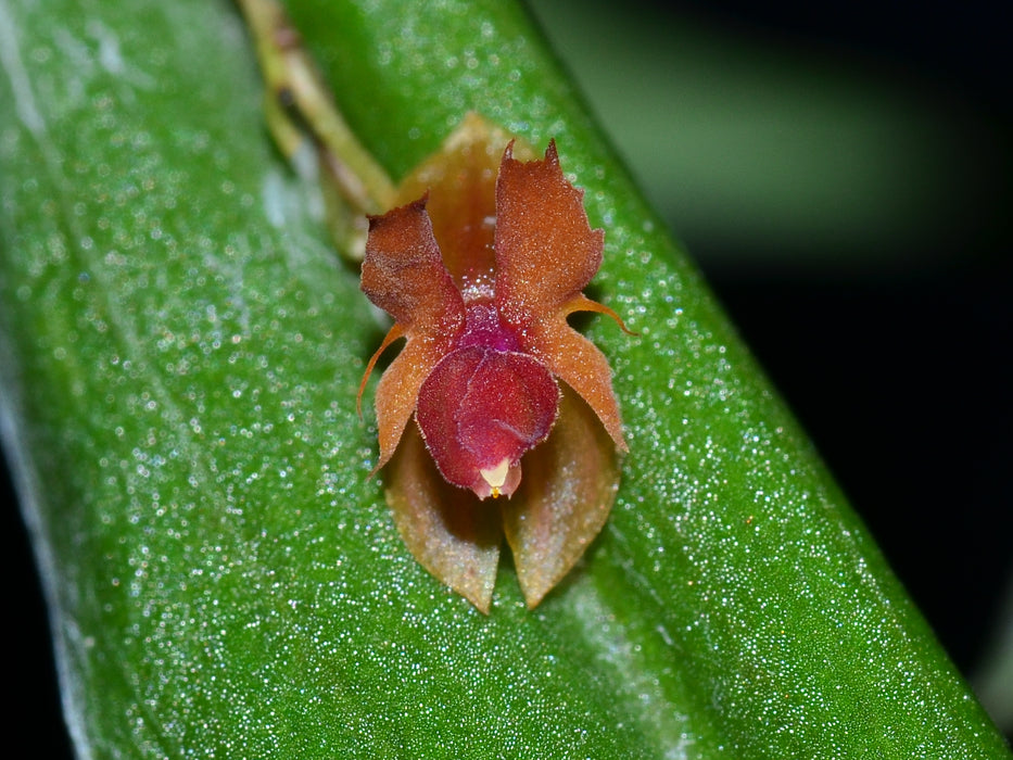 Lepanthes mucronata