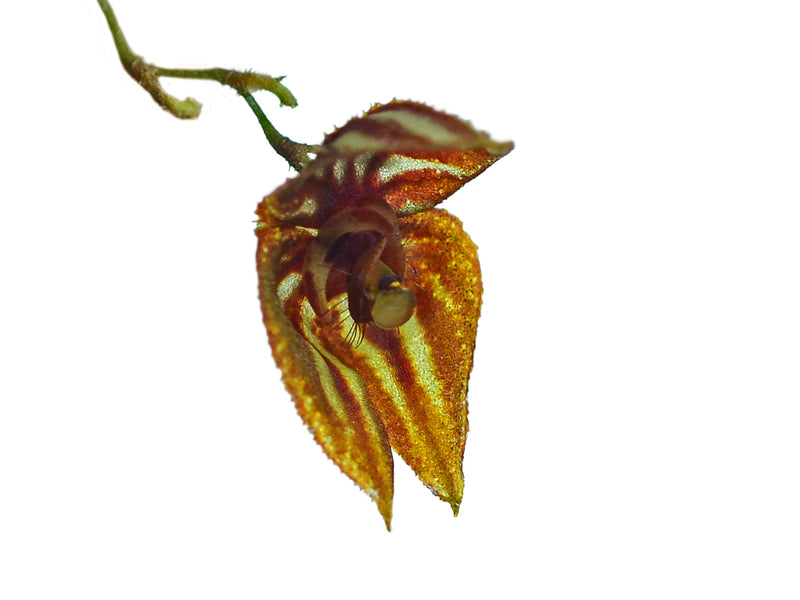 Lepanthes mulleriana