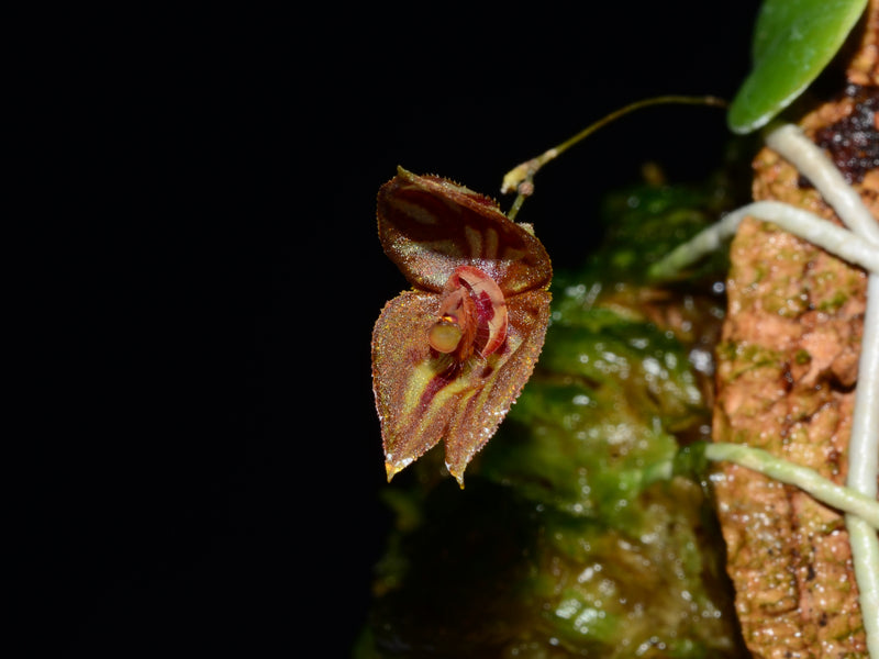 Lepanthes mulleriana