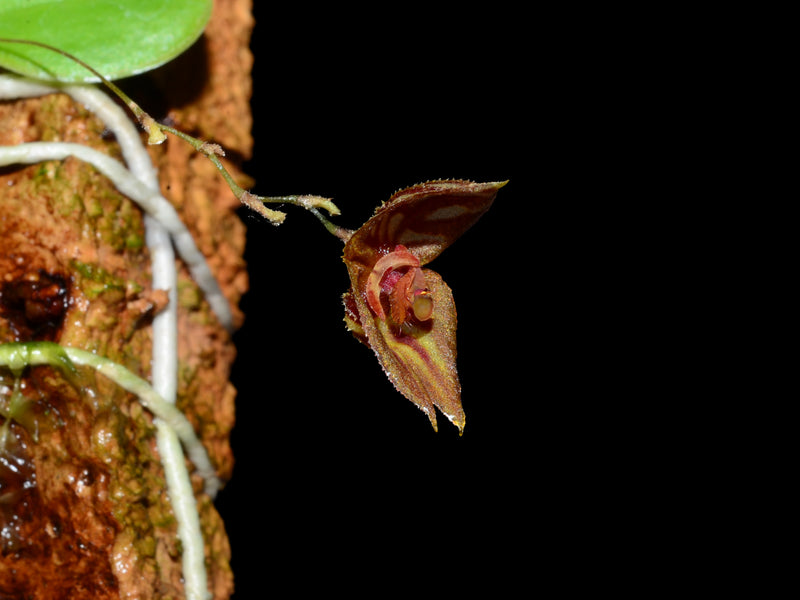Lepanthes mulleriana