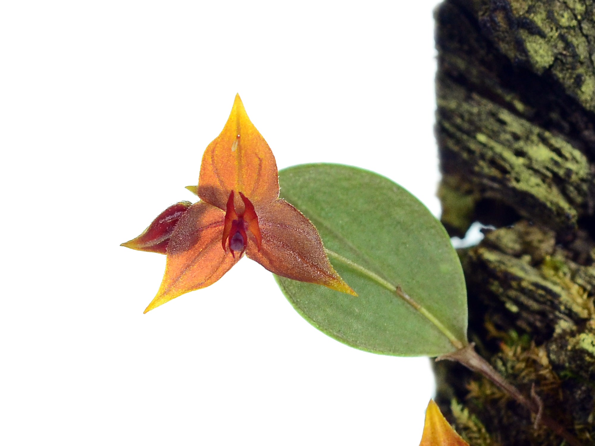 Lepanthes myiophora × telipogoniflora – Intermediate Miniature