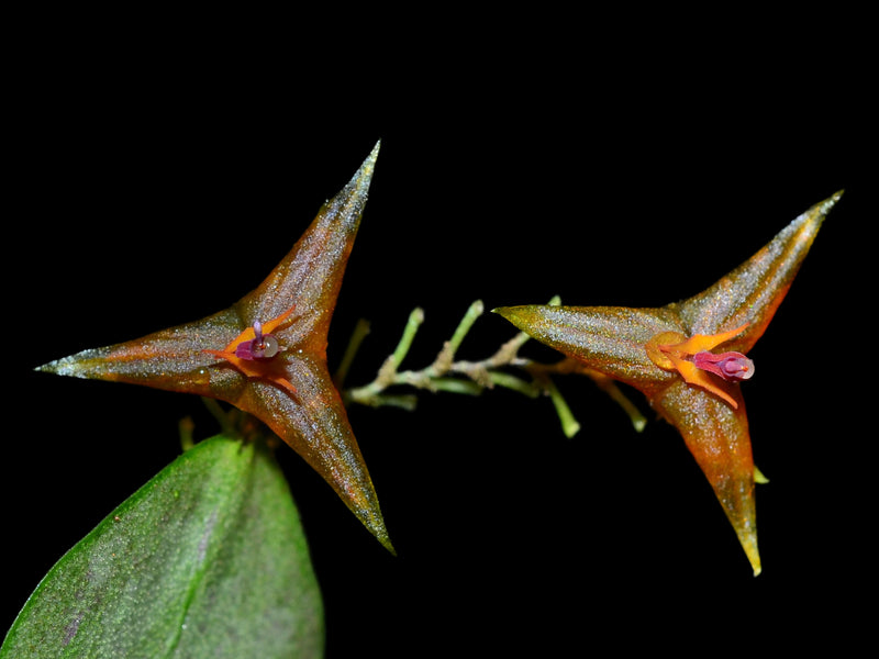Lepanthes myiophora x Lepanthes telipogoniflora