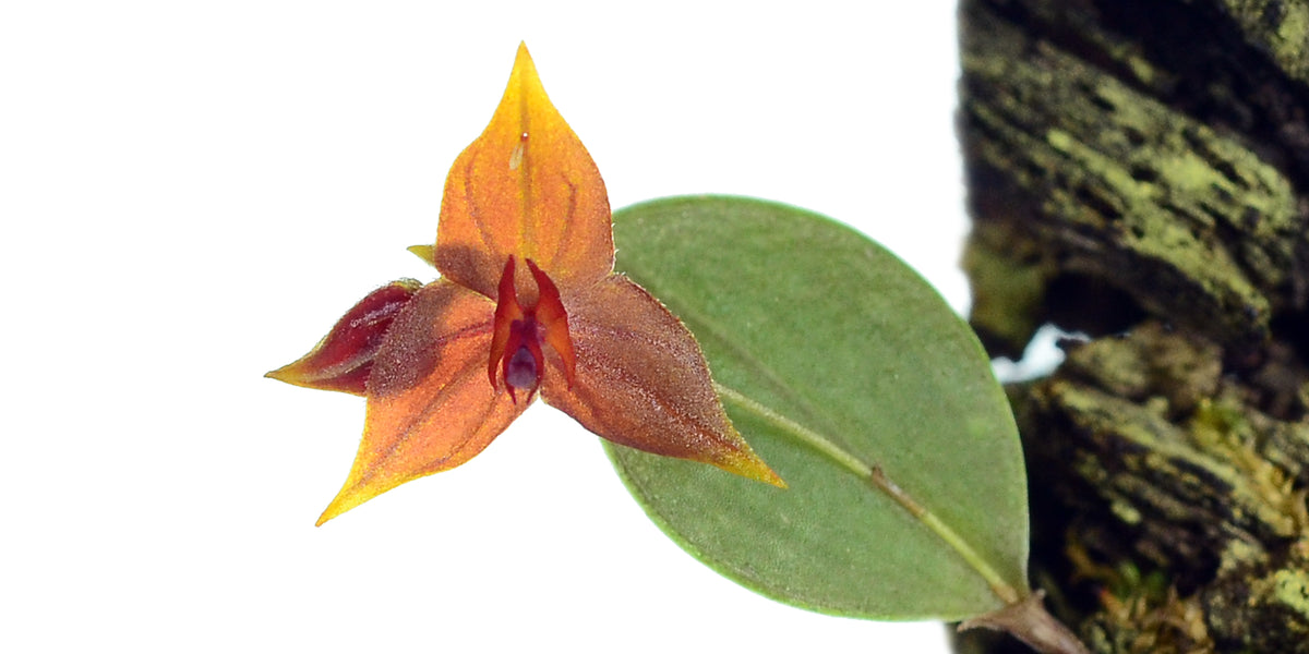 Lepanthes_myiophora_x_Lepanthe