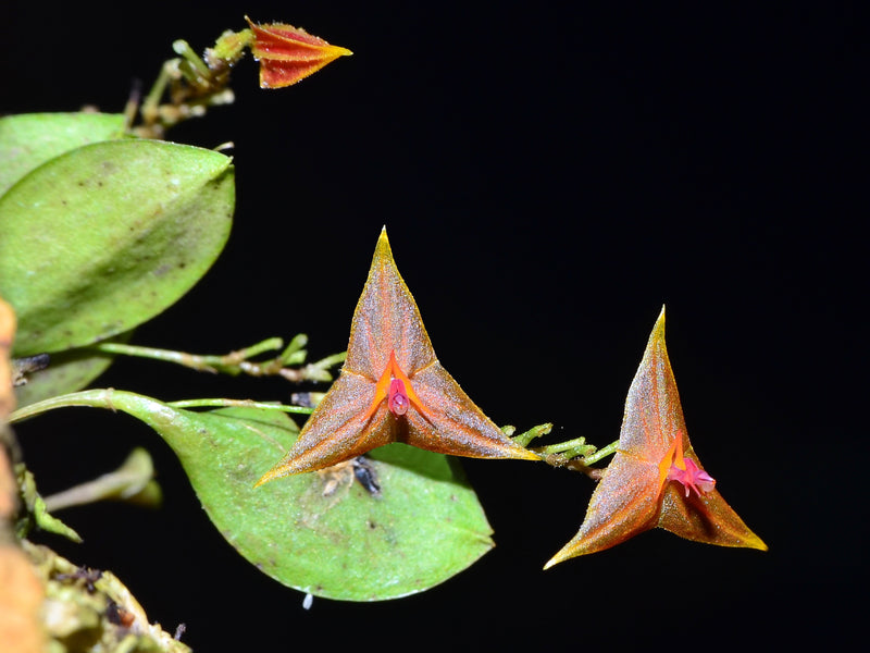 Lepanthes myiophora x Lepanthes telipogoniflora