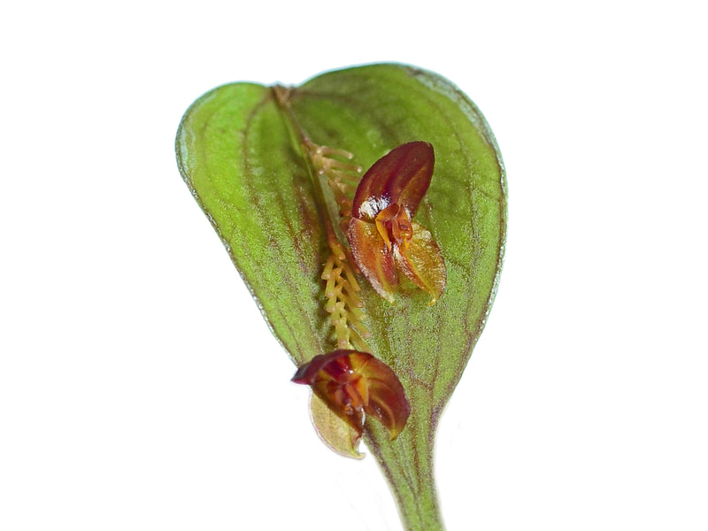 Lepanthes nephridia