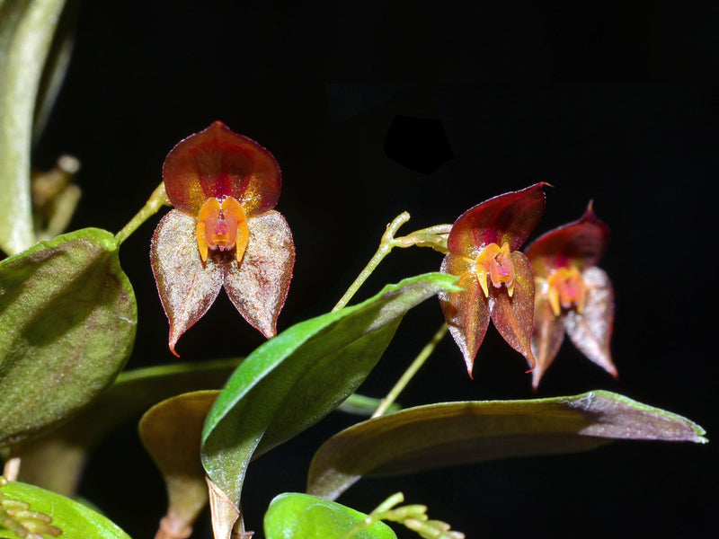 Lepanthes nephridia