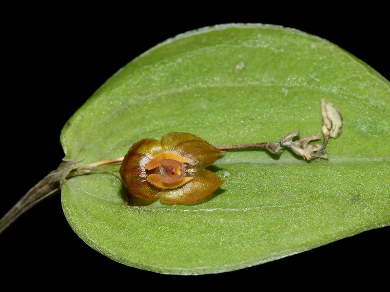 Lepanthes nephridia