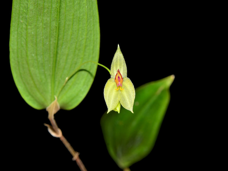 Lepanthes nicolasii